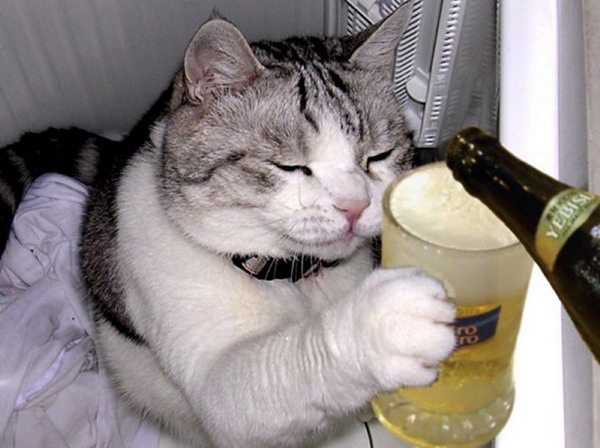 [Image: cat_beer.jpg]